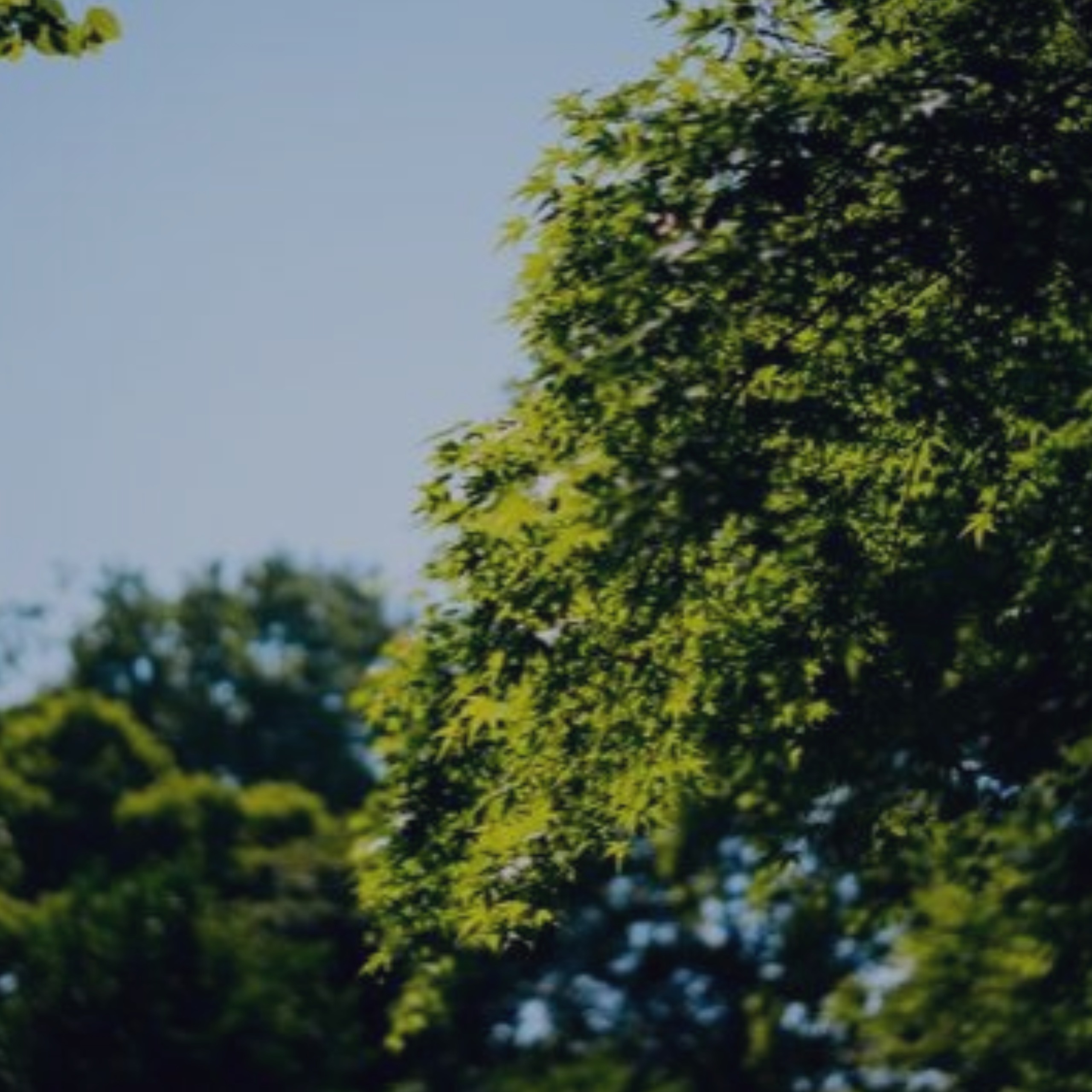 Tree Crown