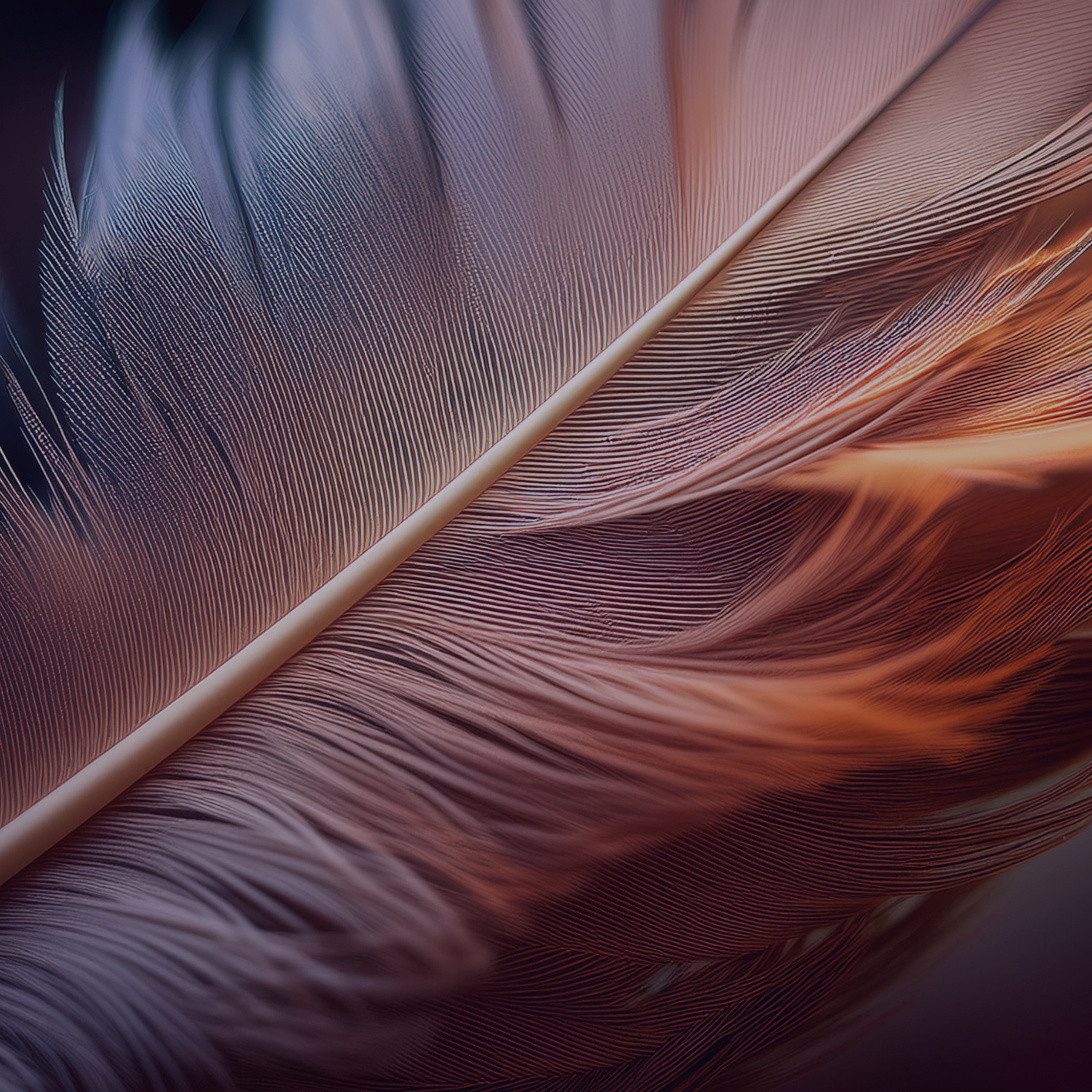 Brown Feather